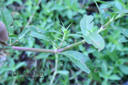 Weed photograph 7