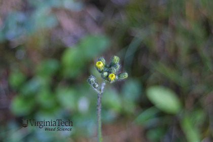 Weed photograph 1