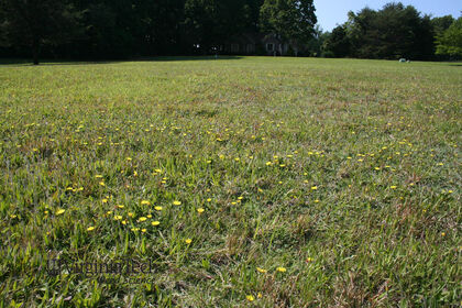 Weed photograph 2