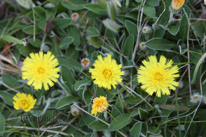 Weed photograph 3