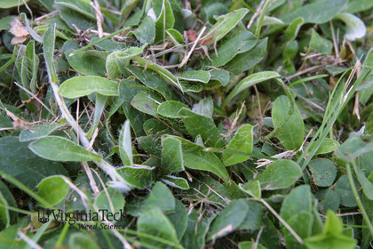 Weed photograph 4