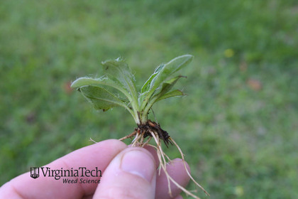 Weed photograph 5