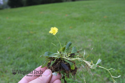 Weed photograph 6