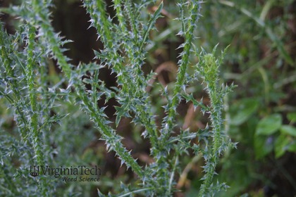 Weed photograph 3