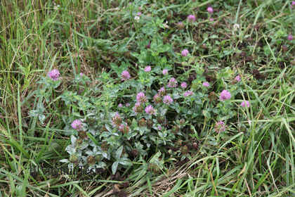 Weed photograph 4