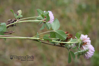 Weed photograph 8