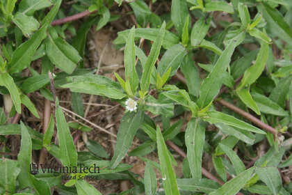 false daisy Eclipta prostrata Weed Profile Weed Identification