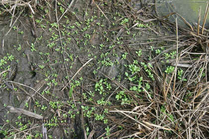 Weed photograph 4