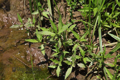 Weed photograph 5