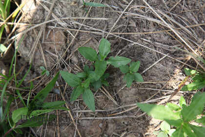 Weed photograph 6
