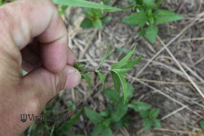 Weed photograph 7