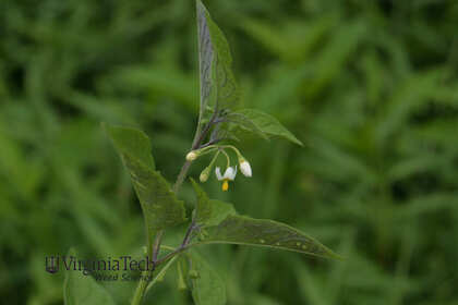 Weed photograph 2