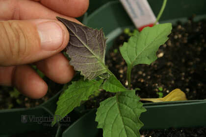 Weed photograph 3