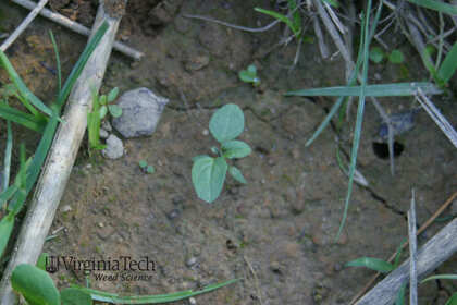 Weed photograph 4