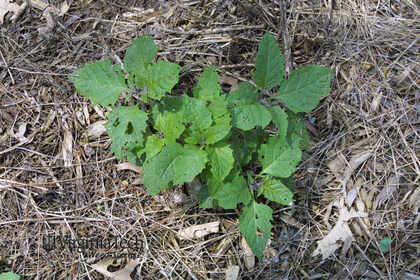 Weed photograph 5