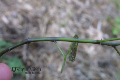Weed photograph 6
