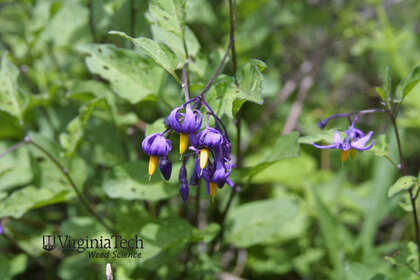 Weed photograph 8