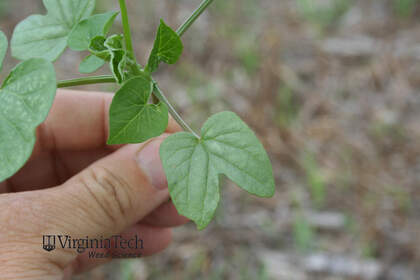Weed photograph 2