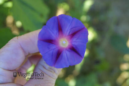 Weed photograph 4