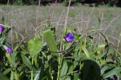 Weed photograph 5