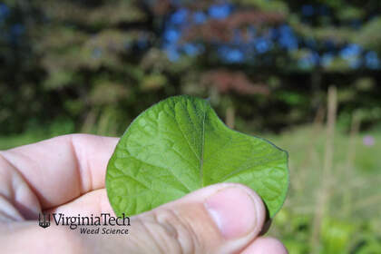 Weed photograph 6