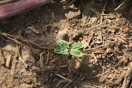 Weed photograph 7