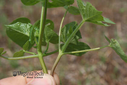 Weed photograph 8