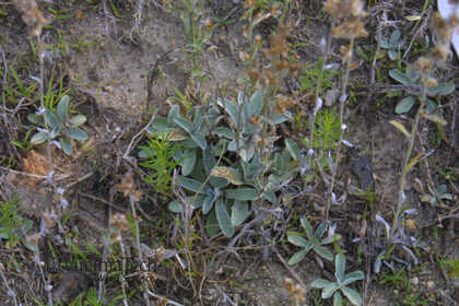 Weed photograph 1