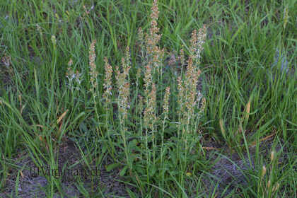 Weed photograph 2