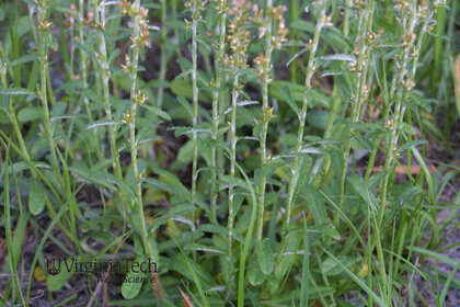 Weed photograph 3