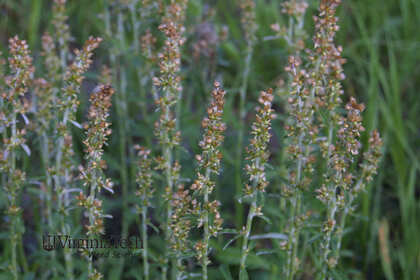 Weed photograph 4