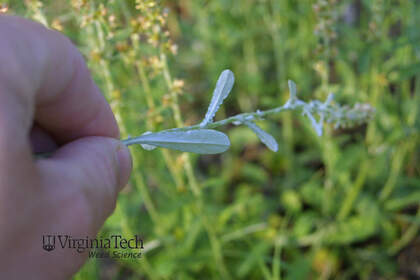 Weed photograph 5