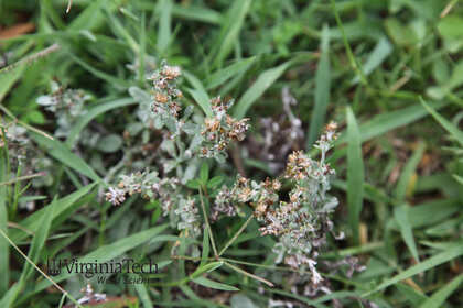 Weed photograph 6