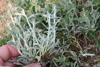Weed photograph 7