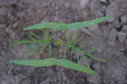 Weed photograph 4