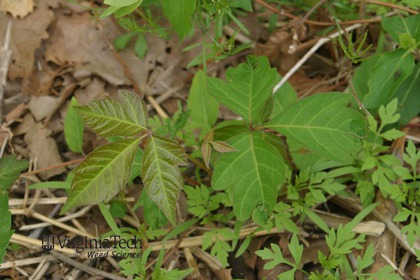 Weed photograph 3