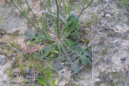 Weed photograph 1