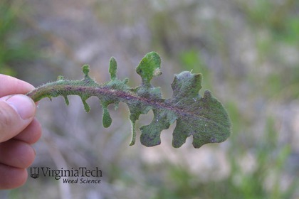 Weed photograph 2