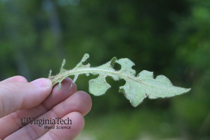 Weed photograph 3