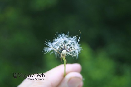 Weed photograph 5