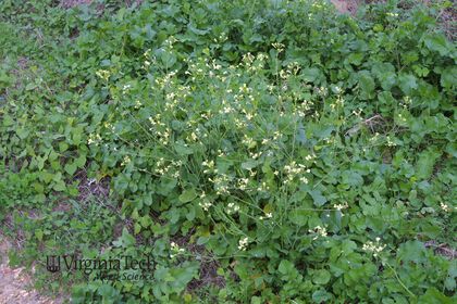 Weed photograph 1