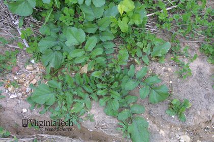Weed photograph 2