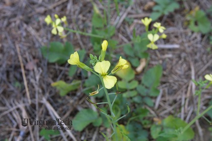 Weed photograph 3
