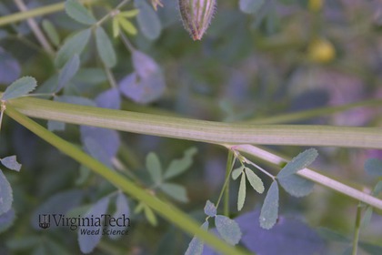 Weed photograph 2