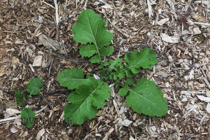 Weed photograph 5