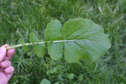Weed photograph 6