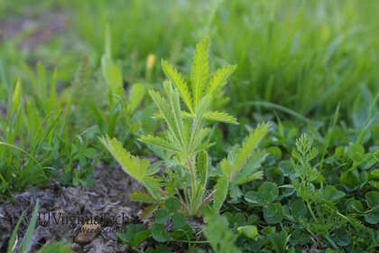 Weed photograph 1