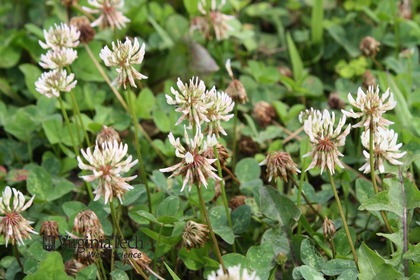 Weed photograph 2