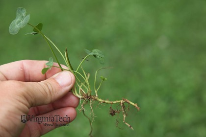 Weed photograph 3