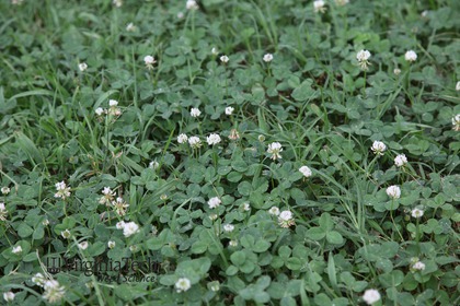 Weed photograph 4